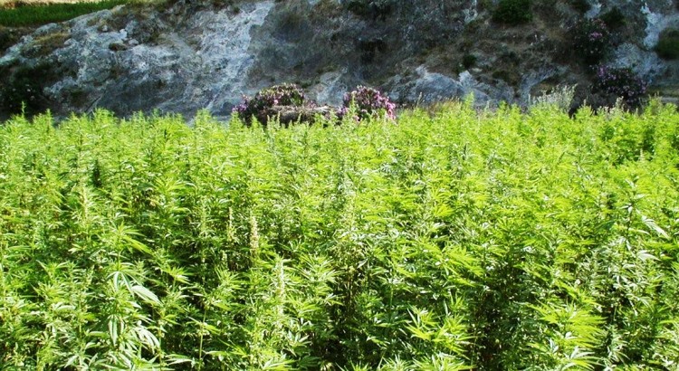 Cannabis du Maroc