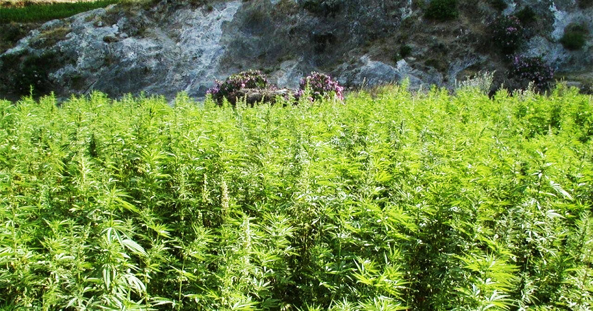 Cannabis du Maroc