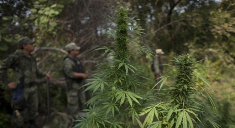 Les cartels mexicains diminuent leurs exportations de cannabis