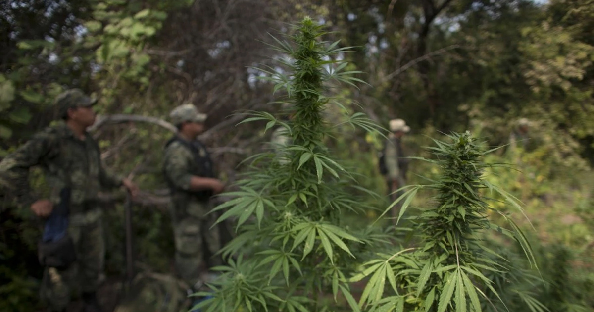 Les cartels mexicains diminuent leurs exportations de cannabis