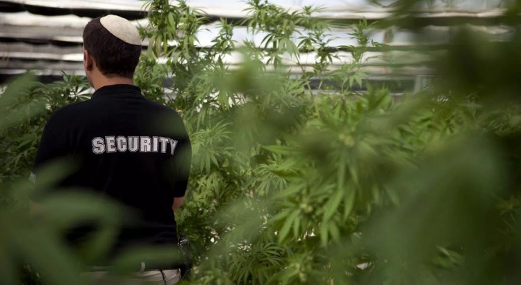Israël et l'industrie du cannabis
