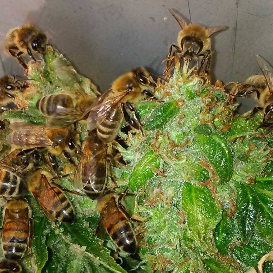 Miel de cannabis
