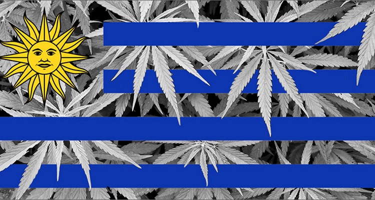 Cannabis en Uruguay