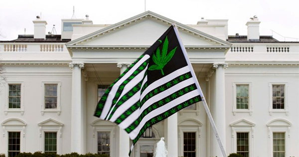 Manifestation de militants pro-cannabis aux Etats-Unis