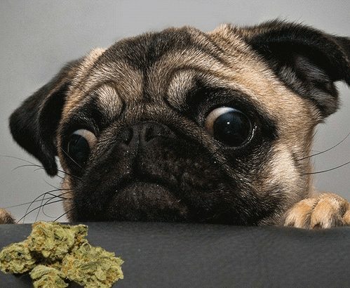 Animaux de compagnie et cannabis