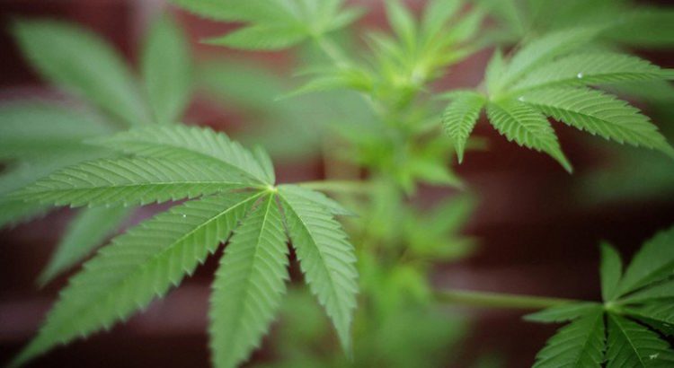 Accidents de la route suite à consommation de cannabis