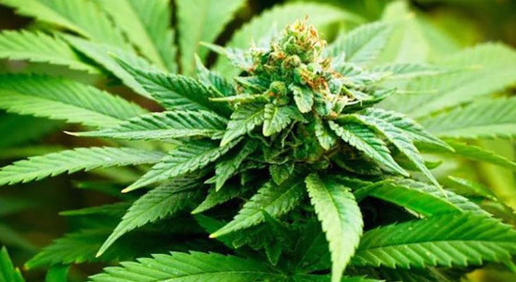 Chiffres étonnants du cannabis