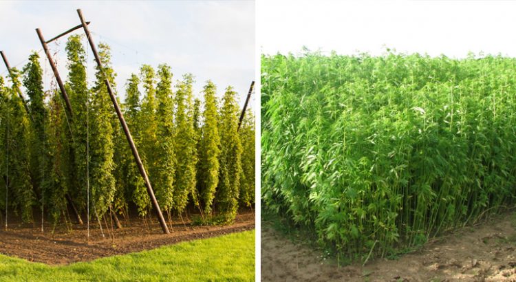 Différences entre le houblon et le chanvre