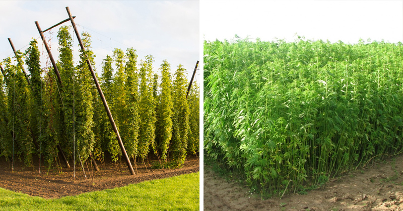 Différences entre le houblon et le chanvre