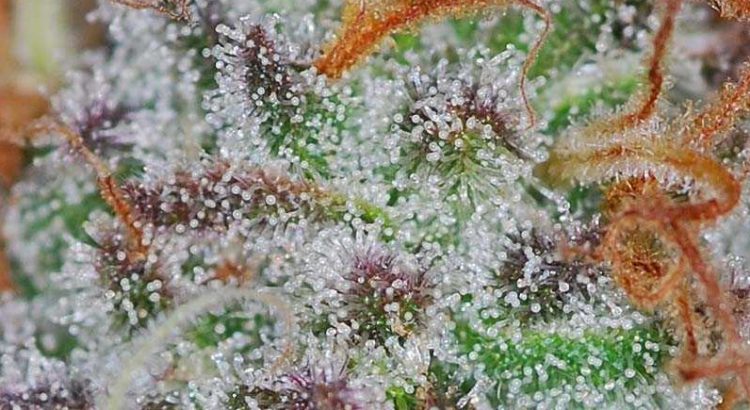 Trichomes sativa