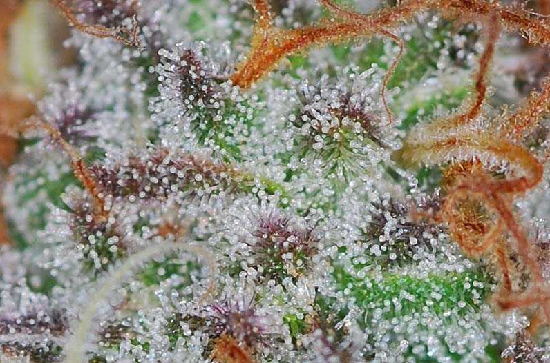 Trichomes sativa