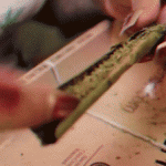Pure blunt