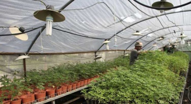 Cannabis médical en Israël