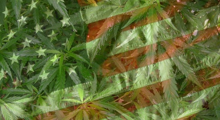 Consommation de cannabis aux Etats-Unis
