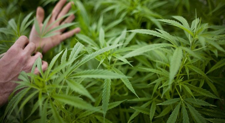 Consommation de cannabis des jeunes du Colorado