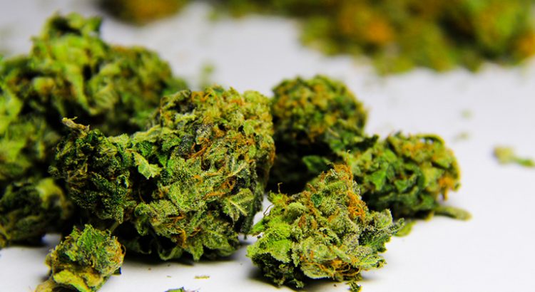 Consultation sur le cannabis en Caraïbe