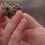 Grind Weed Pizza