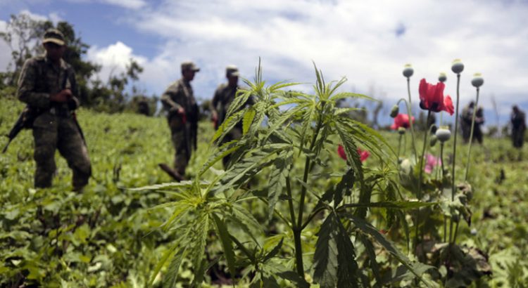 Légalisation du cannabis au Mexique