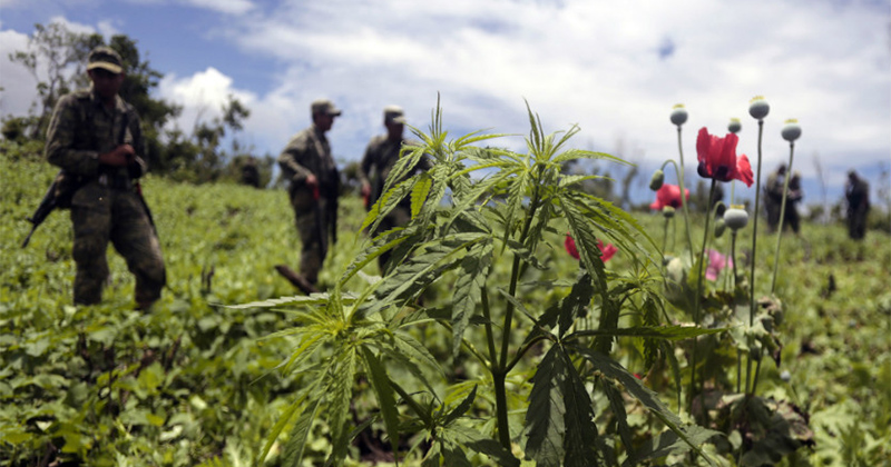 Légalisation du cannabis au Mexique