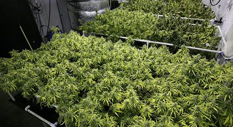 Récolte de cannabis en Uruguay
