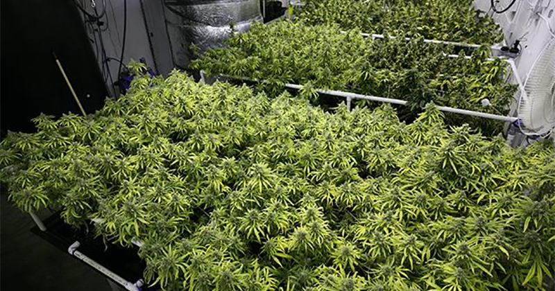 Récolte de cannabis en Uruguay