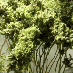 Drying weed