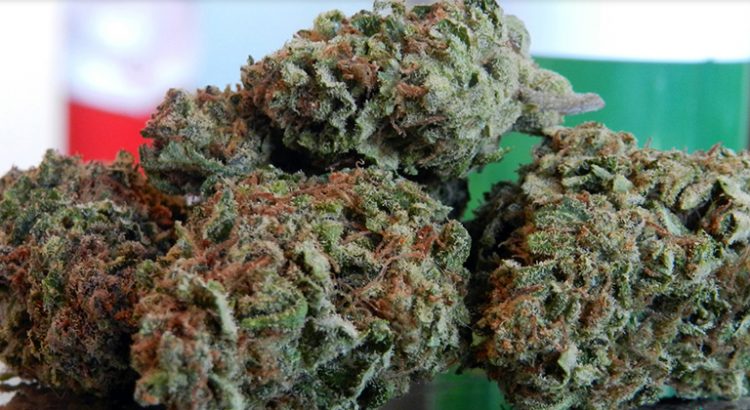 Variétés de cannabis à l'odeur de fromage