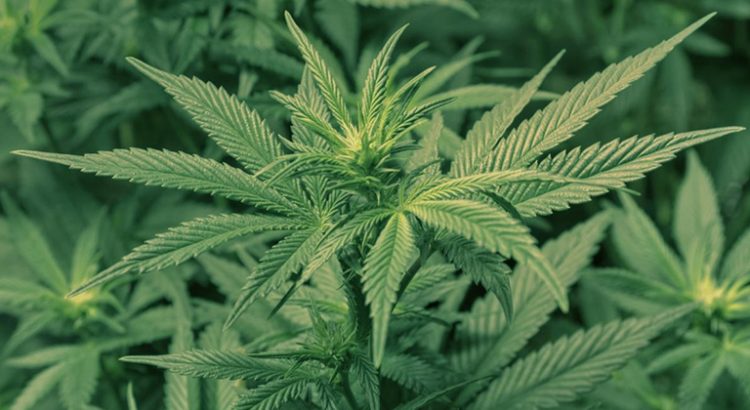 Cannabis pour traiter la maladie d'Alzheimer