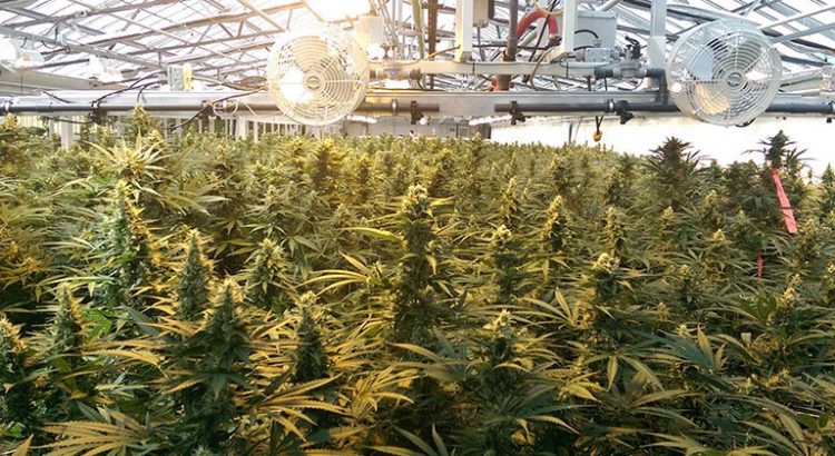Tweed cannabis canadien