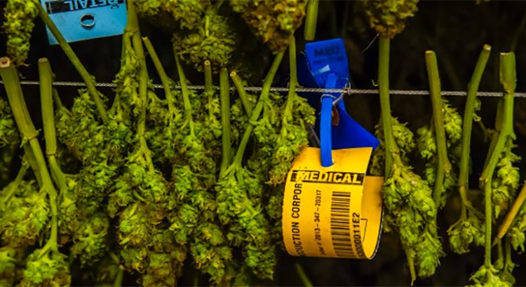 Cannabis médical en Irlande