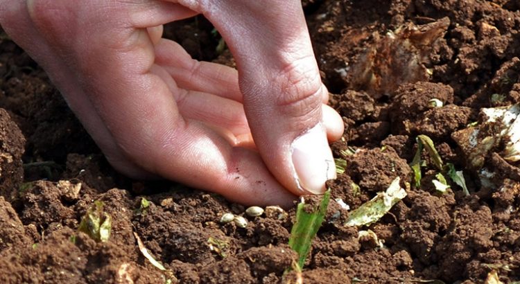 Chanvre utilisé pour dépolluer le sol