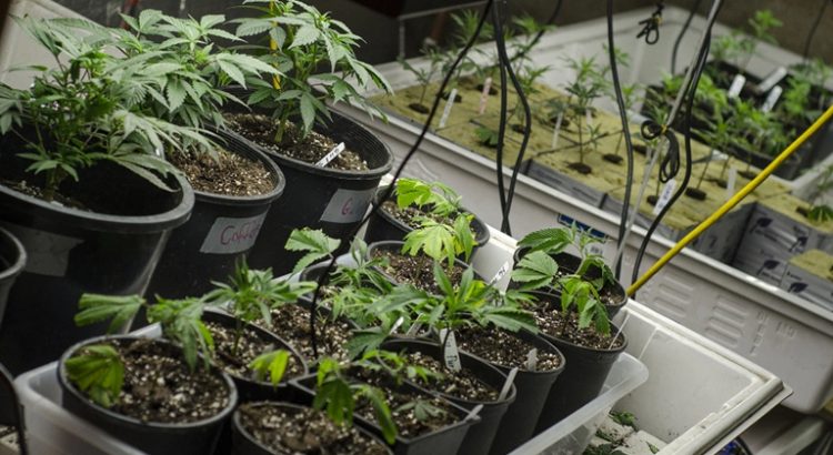 Légalisation du cannabis médical aux Philippines