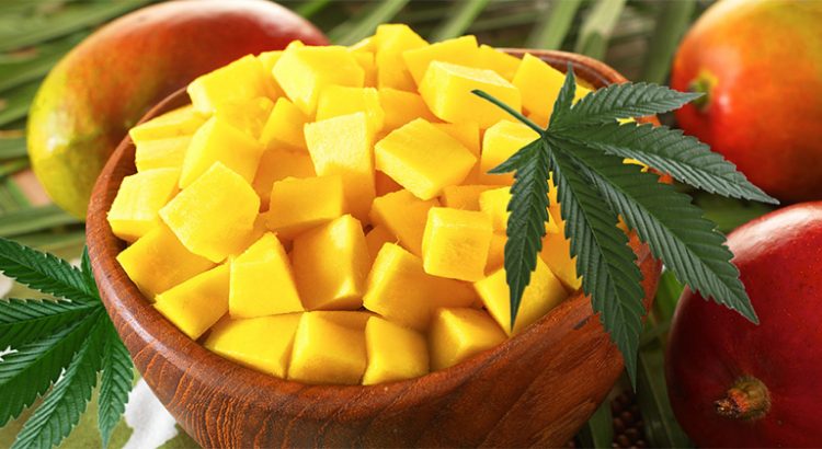 Mangue et cannabis