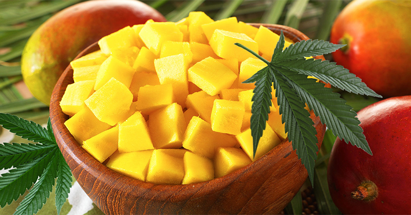 Mangue et cannabis