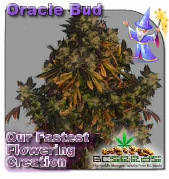 Oracle Bud