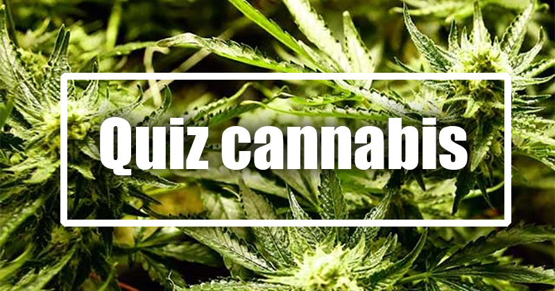 Quiz sur le cannabis