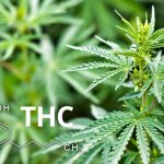 définition du THC