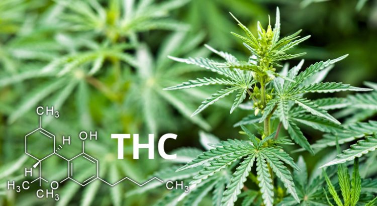 définition du THC