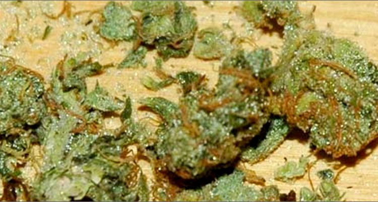 cannabis coupé