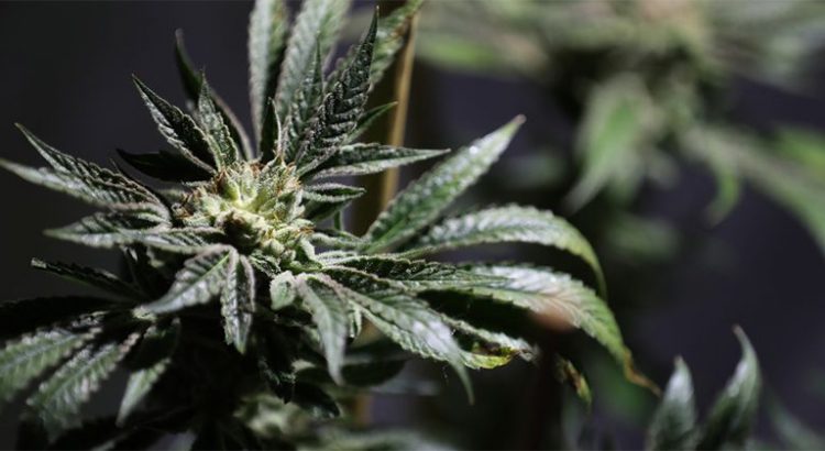 Contraventionnalisation du cannabis