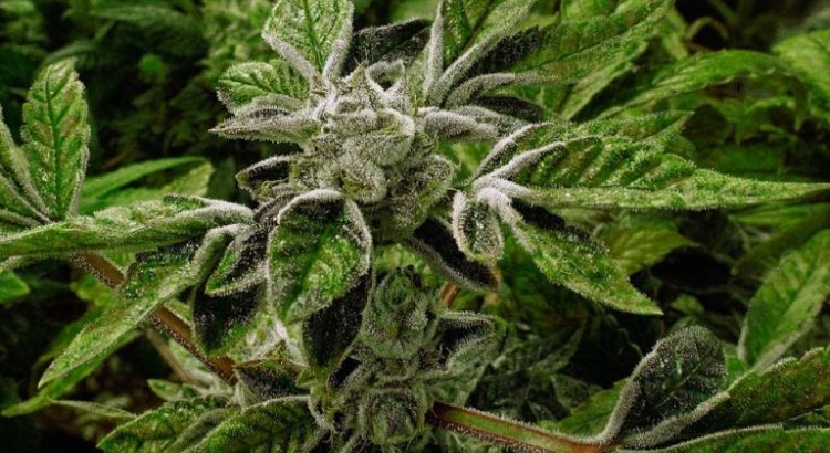 Dépénalisation du cannabis en Illinois