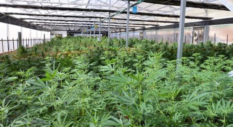 Etude sur l'autisme et le cannabis