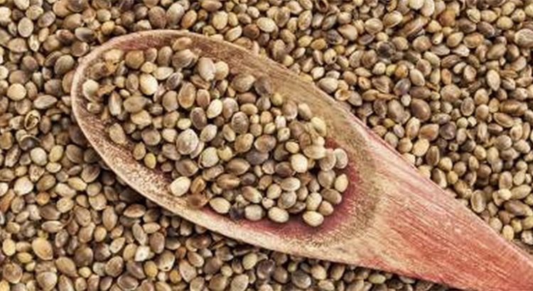 Hemp Seeds