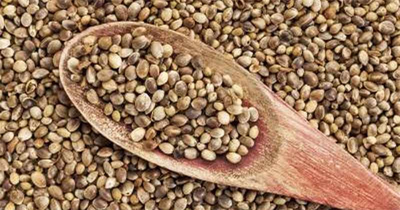 Hemp Seeds