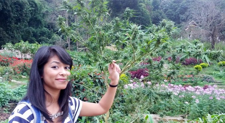 Réduction des peines sur le cannabis en Thaïlande