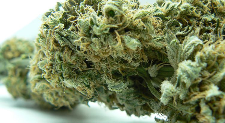 Les variétés de cannabis les plus fortes du monde