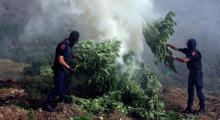 Plantations de cannabis en Albanie