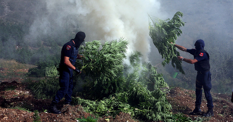 Plantations de cannabis en Albanie