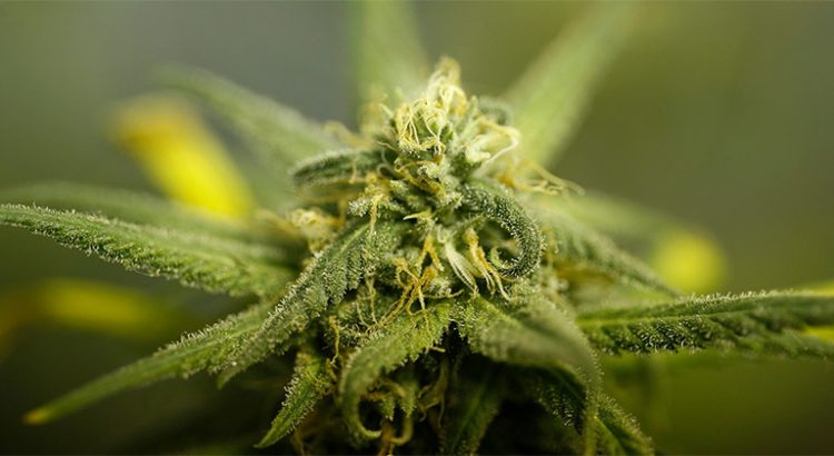 Big Pharma s'oppose à la légalisation du cannabis en Arizona