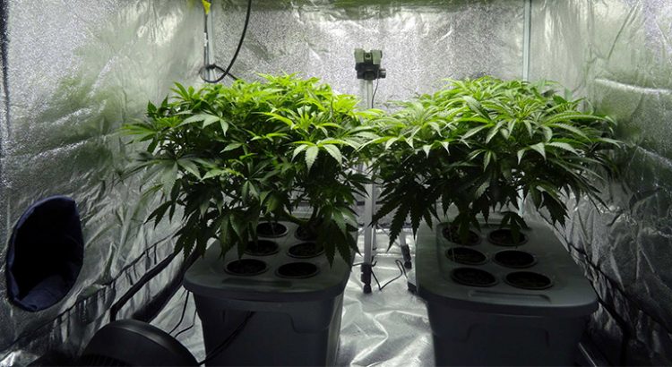 Autoculture de cannabis aux Pays-Bas